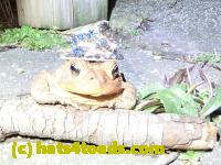 /home//u458753944/public_html/sourcegallery///Roxborough Toad Detour/2020/2020-04-05/92391745_10222212434888750_5847759936720732160_o.jpg